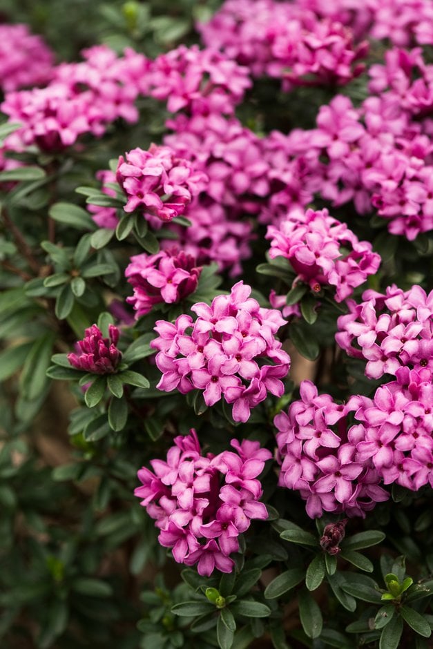 Henderson's daphne 'Ernst hauser'