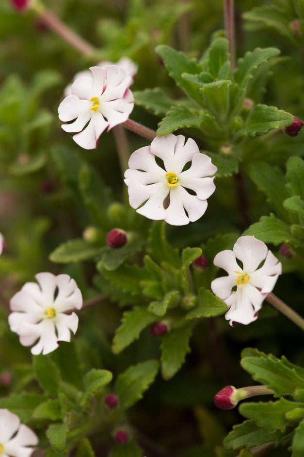 night scented phlox