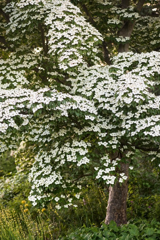 Chinese dogwood