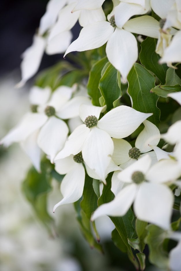 Chinese dogwood