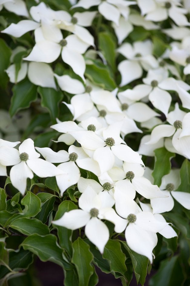 Chinese dogwood