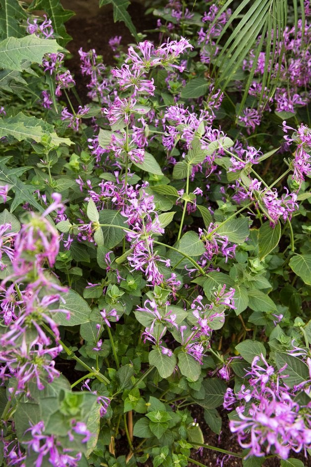 ribbon bush