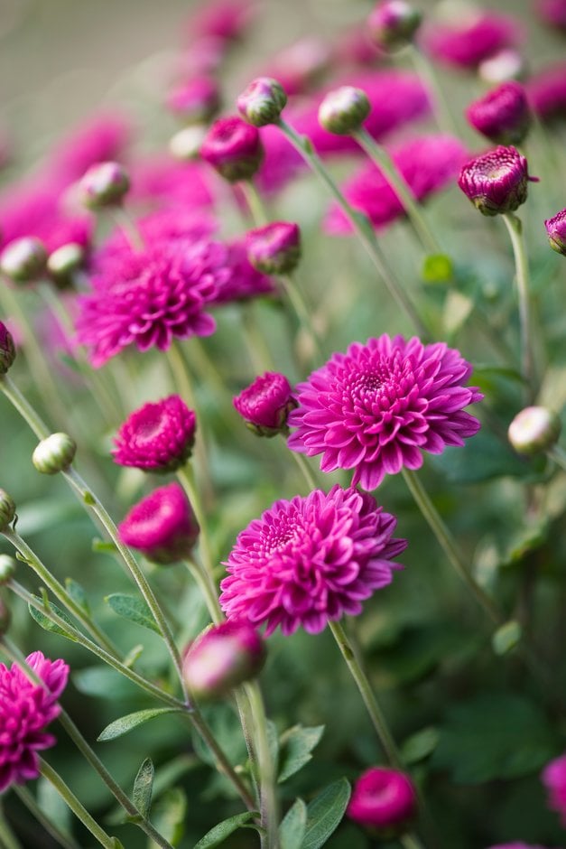 chrysanthemum [Barbara]