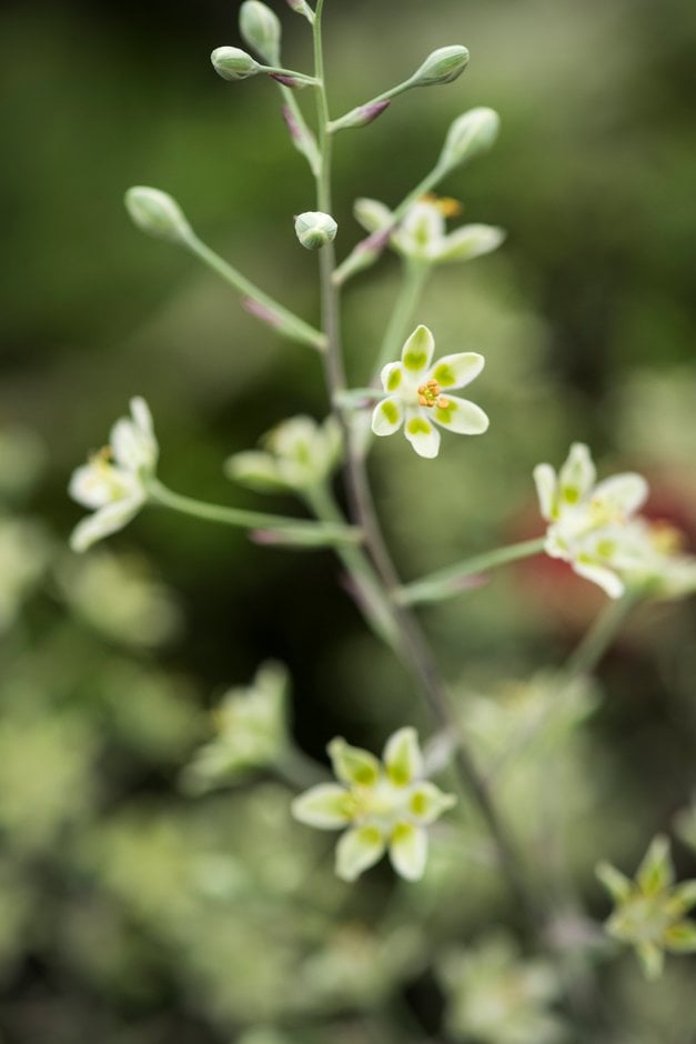 mountain deathcamas