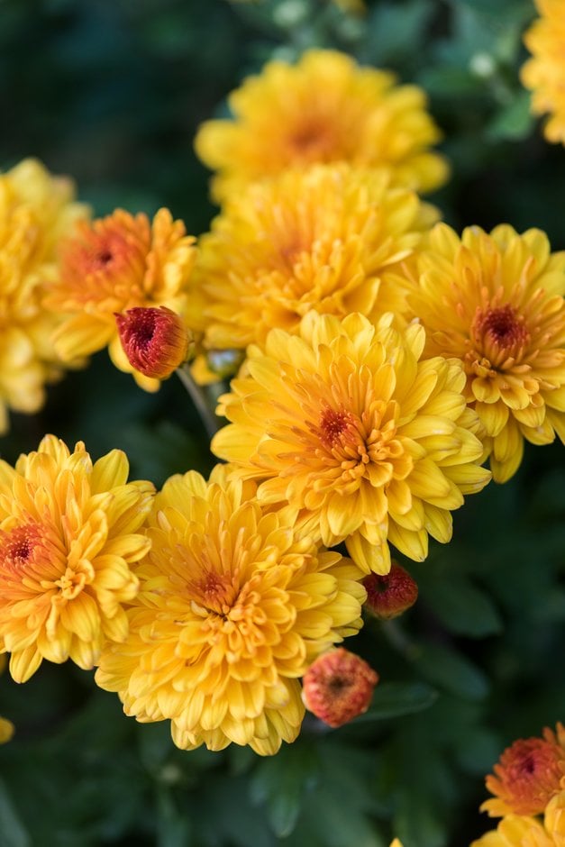 chrysanthemum [Triumph]