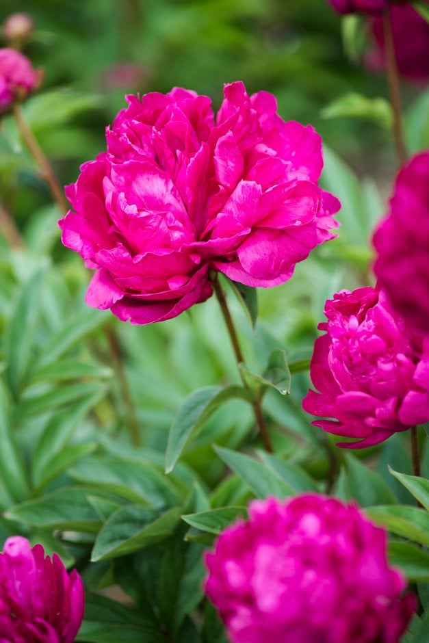 Paeonia Lactiflora &général Macmahon& 