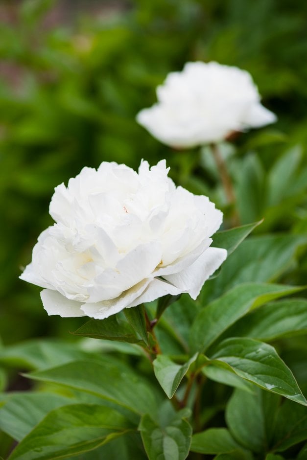 peony 'Wakatipu Wonder'