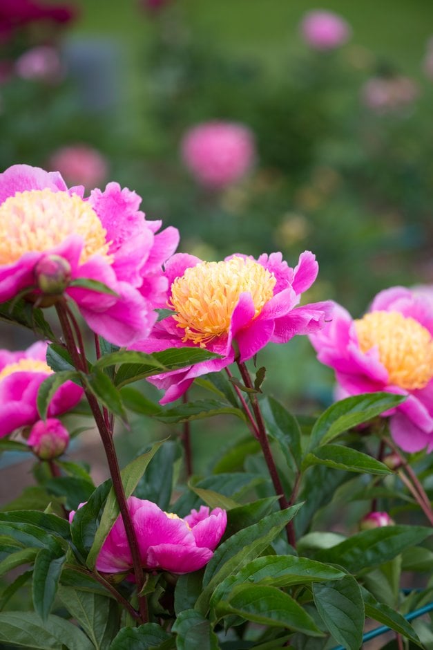 peony 'Doreen'