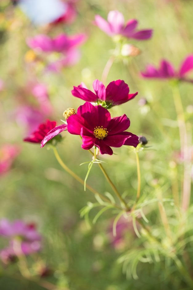 cosmea 'Dazzler'