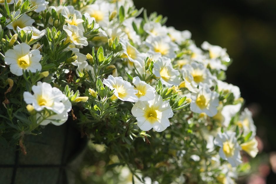 calibrachoa [MiniFamous Neo White + Yellow Eye]