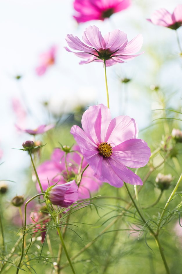 cosmea Sensation Series