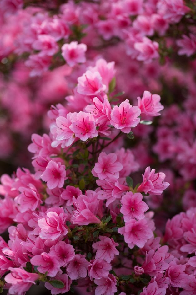 Rhododendron 'Kirin'