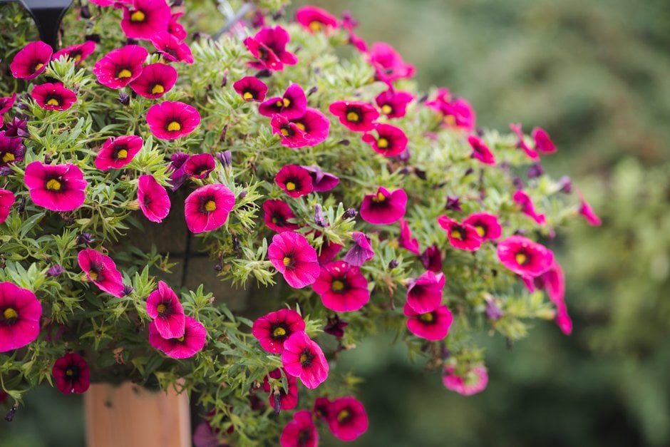 calibrachoa [Noa Cherry]