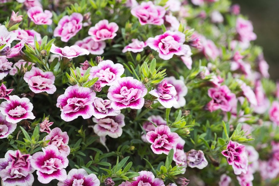 calibrachoa [MiniFamous Double PinkTastic]