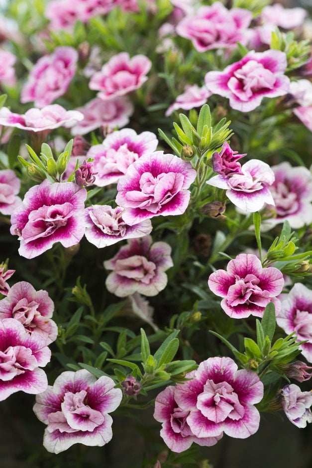 calibrachoa [MiniFamous Double PinkMania!]