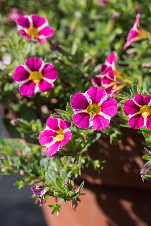 calibrachoa [Rave Pink '16]