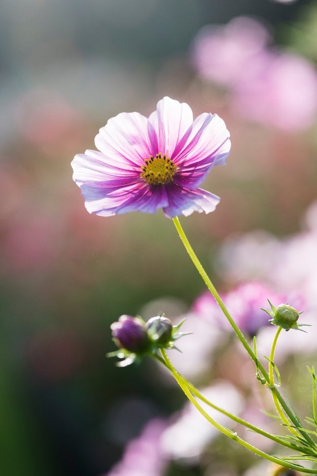 cosmea [All Sorts Mixed]