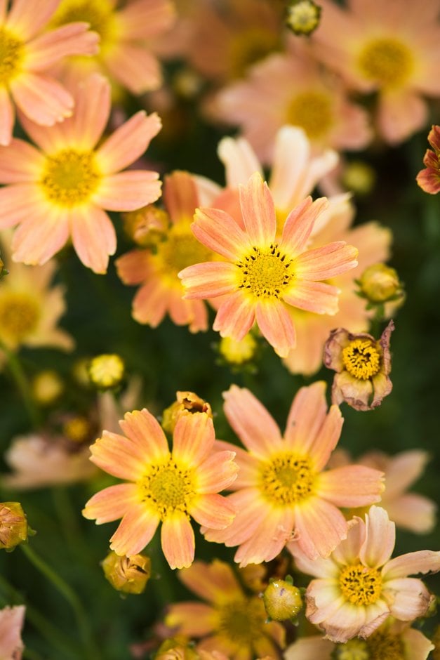 tickseed 'Sweet Marmalade'