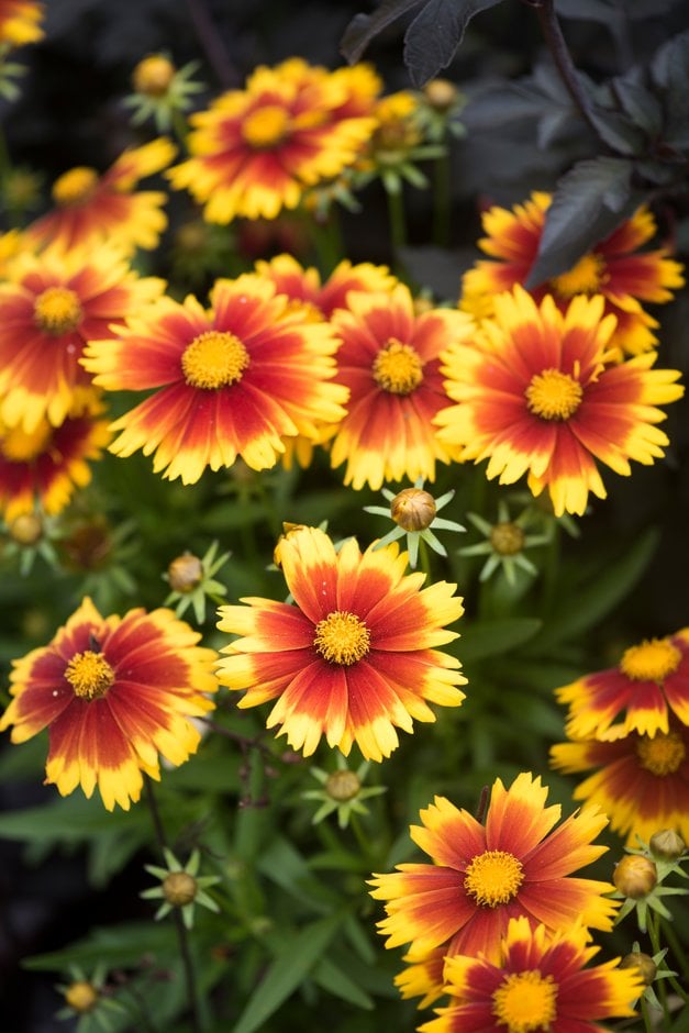 tickseed [UpTick Gold and Bronze]
