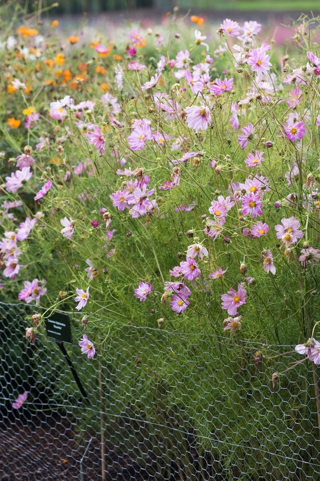 cosmea 'Rosetta'