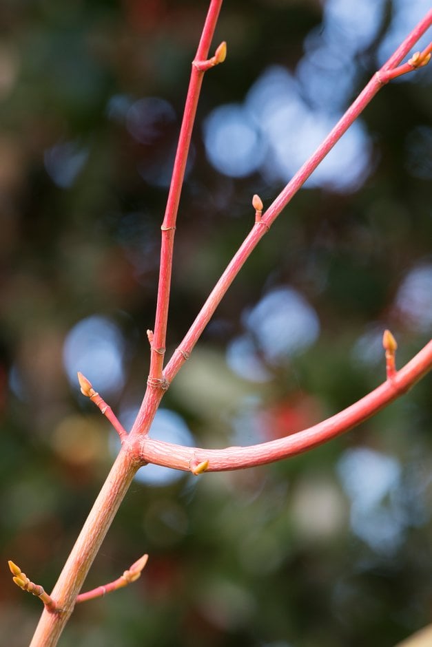snakebark maple 'Phoenix'