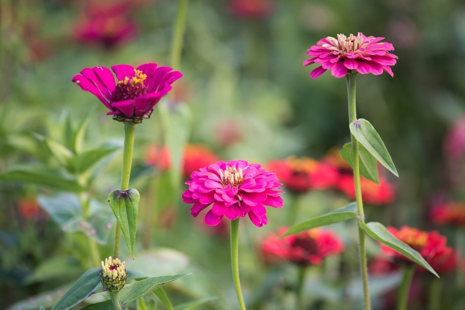 zinnia [Molotov Mixed]