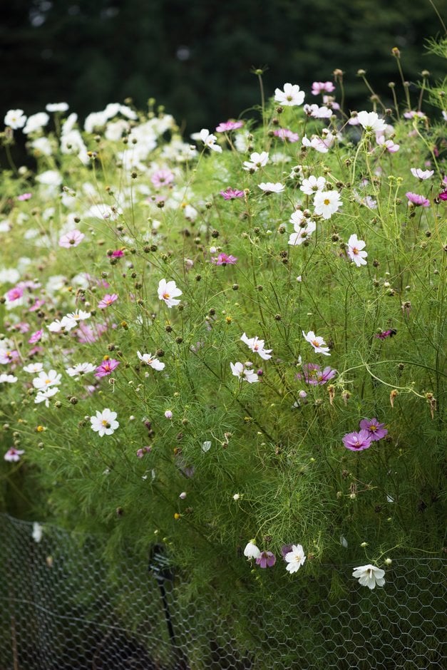 cosmea Fizzy Series Formula mixed