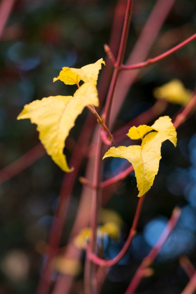 snakebark maple 'Phoenix'