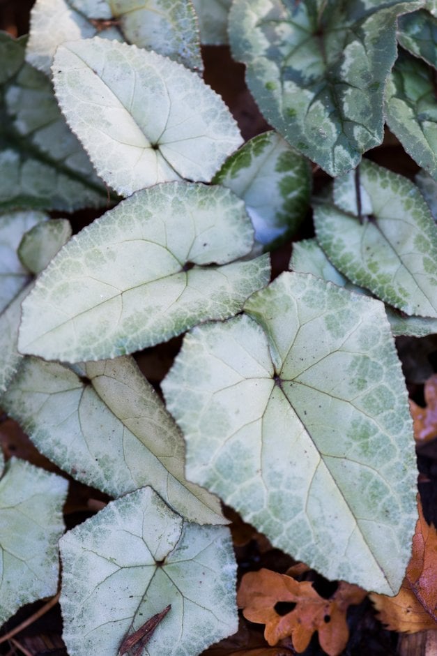 ivy-leaved cyclamen
