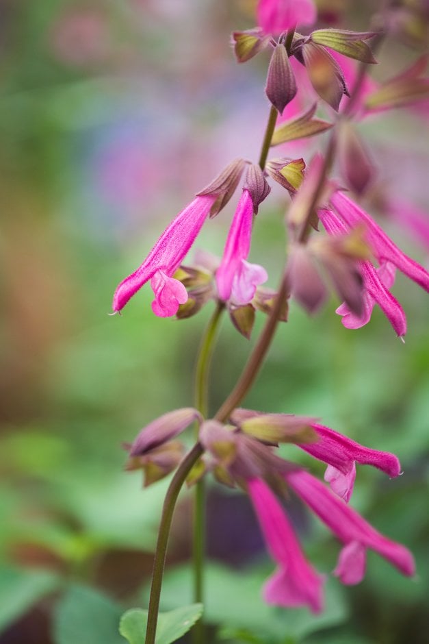 sage 'Wendy's Wish'