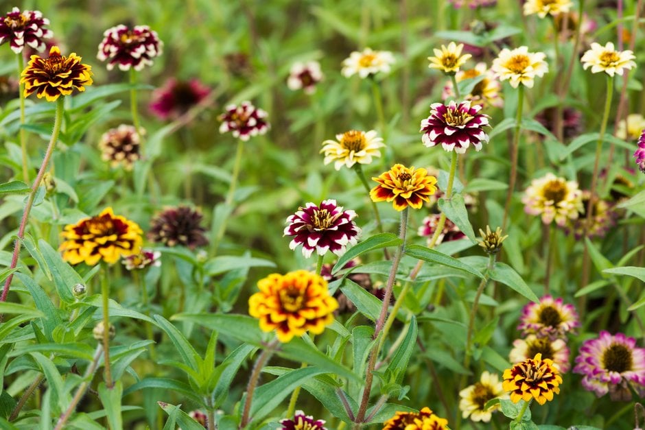 zinnia [Jazzy Mixed]