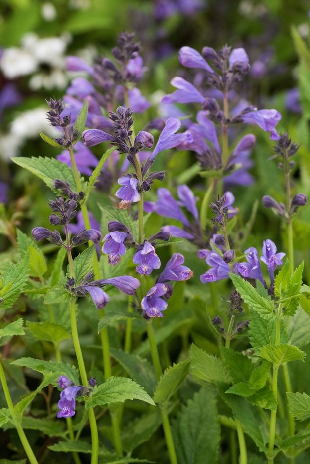 catmint 'Blue Dragon'