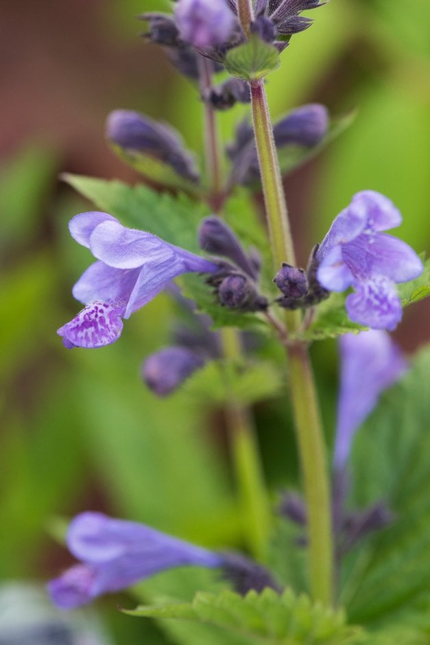 catmint 'Blue Dragon'