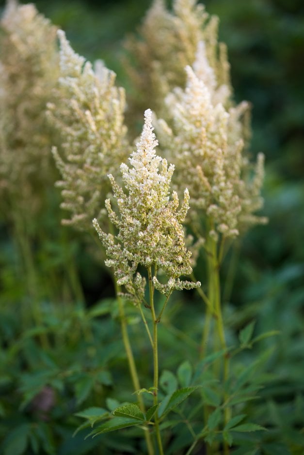 astilbe 'Weisse Gloria'