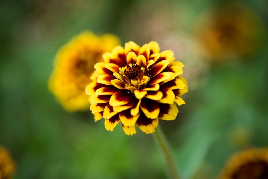 zinnia [Jazzy Mixed]