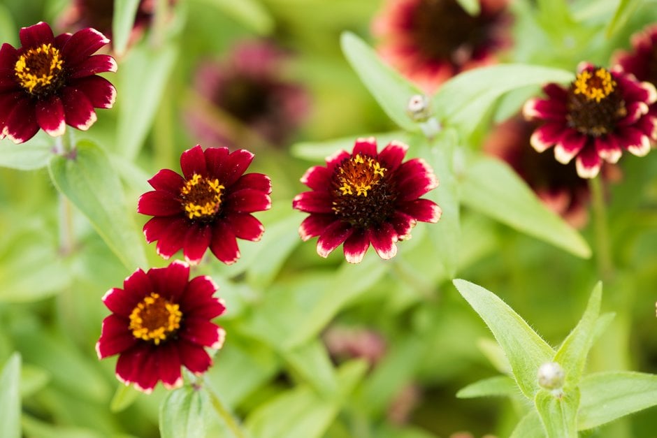 zinnia [Jazzy Mixed]