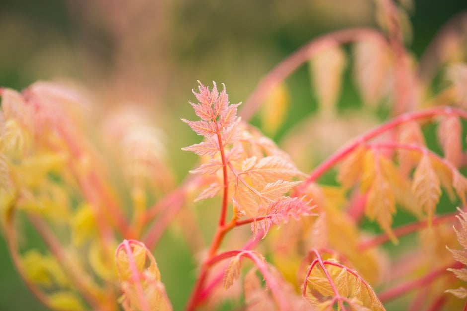 pride of India 'Coral Sun'
