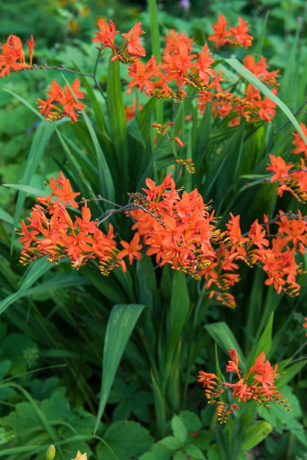 montbretia 'Orange Devil'