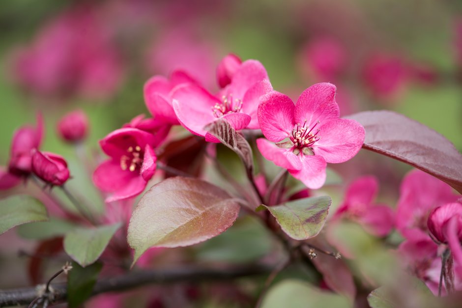 crab apple 'Scarlett'