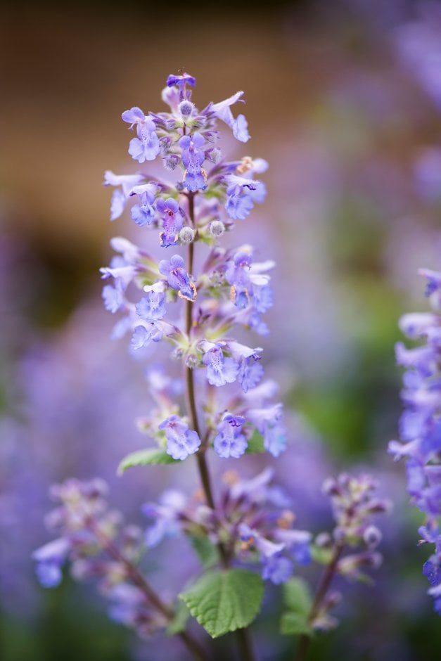 catmint 'Summer Magic'