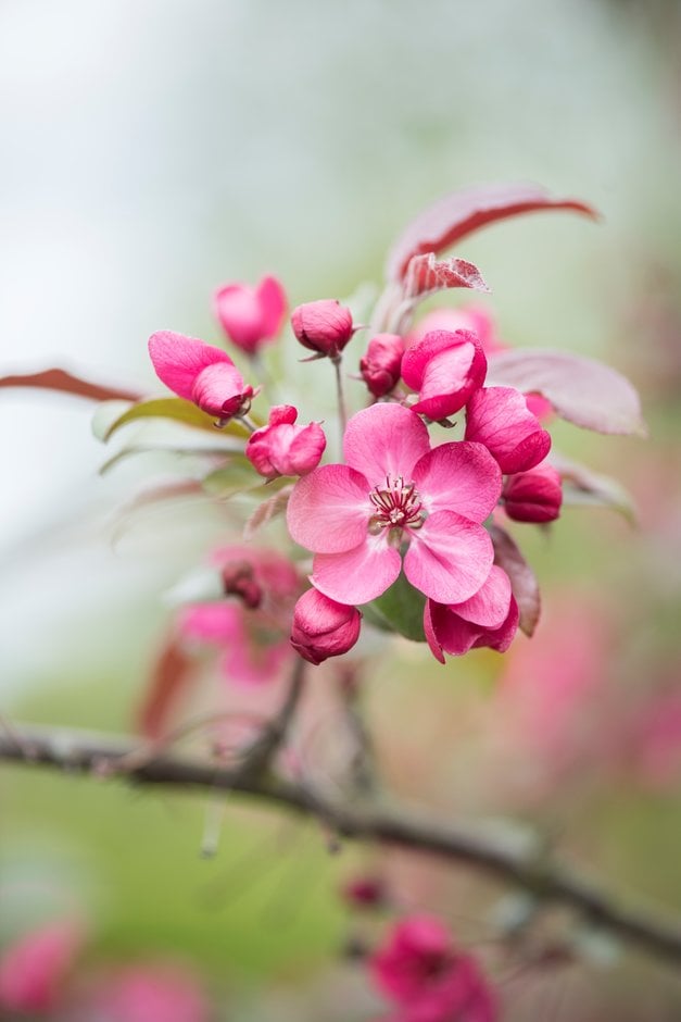 crab apple 'Scarlett'