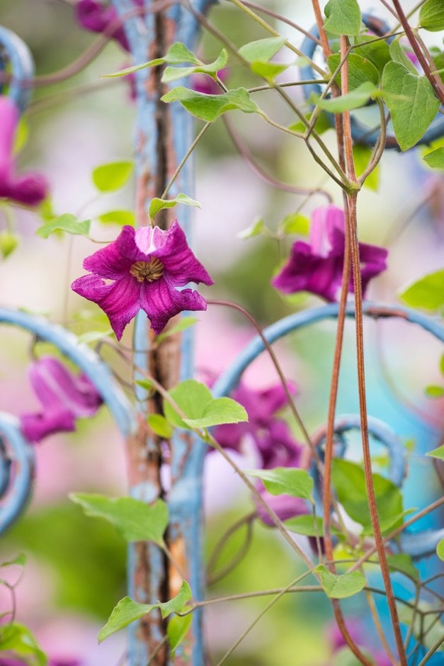 clematis [Queen Mother]