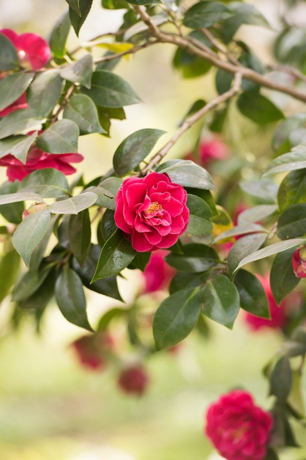 camellia 'William Carlyon'