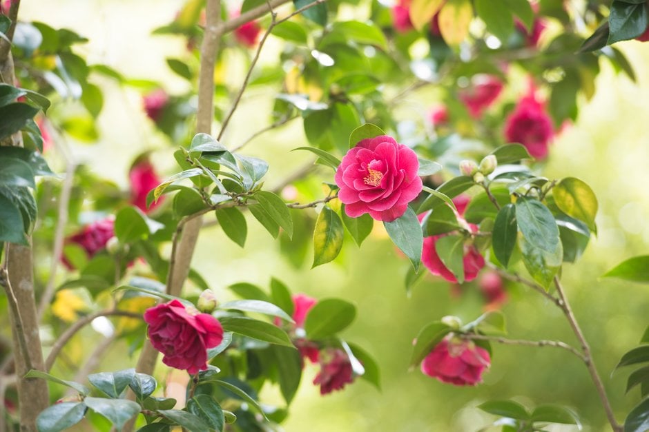 camellia 'William Carlyon'