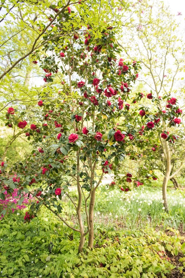 camellia 'William Carlyon'
