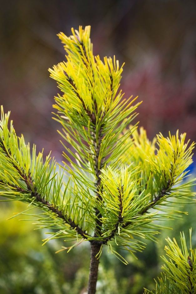 Scots pine 'Gold Coin'