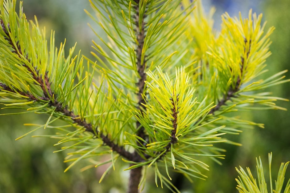 Scots pine 'Gold Coin'