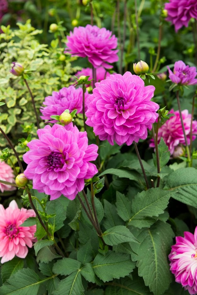 dahlia 'Karma Lagoon'