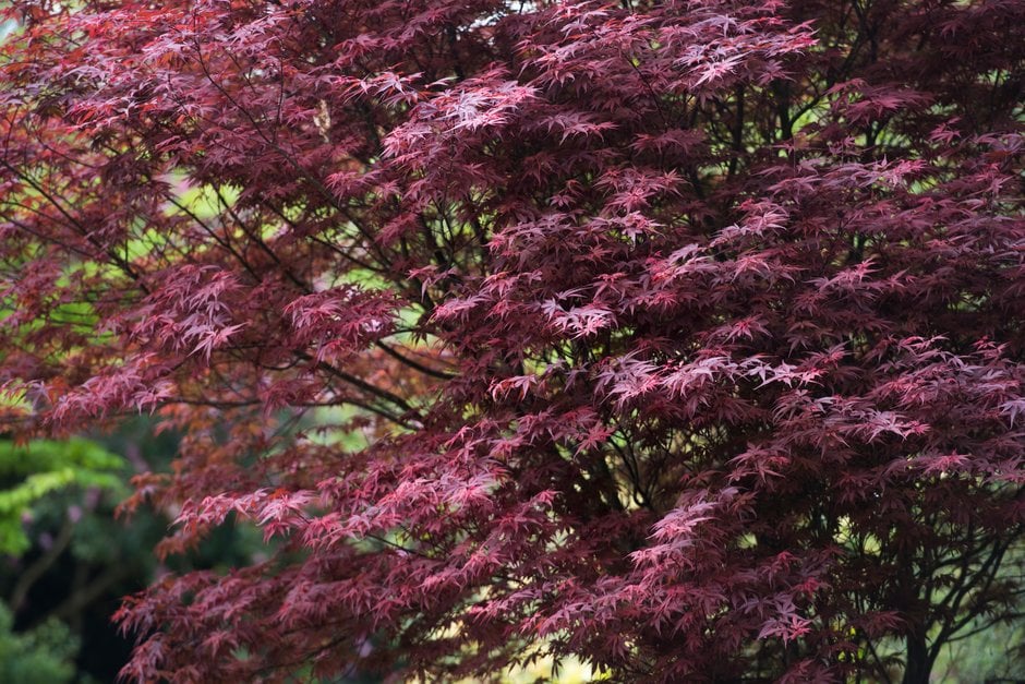 Japanese maple 'Skeeter's Broom'