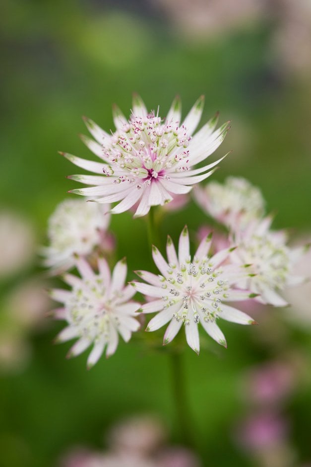 Astrantia major &Stardust& | masterwort &Stardust& Herbaceous Perennial/RHS